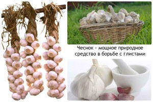 Лучший помощник от глистов
