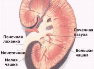 Пиелонефрит у ребенка — что делать?