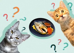 Чем нельзя кормить котят