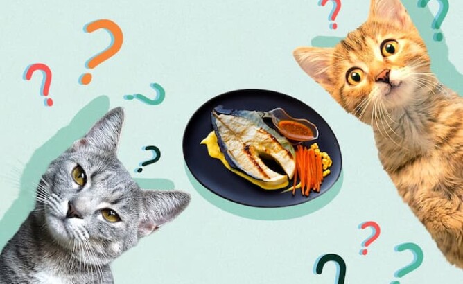 Чем нельзя кормить котят
