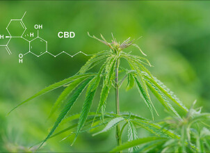 CBD-продукты: польза, формы и безопасность