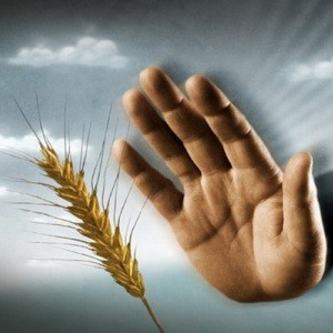 Сложности безглютеновой диеты
