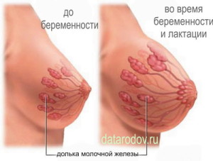 Грудь во время беременности