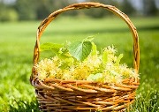 польза липового цвета для беременных